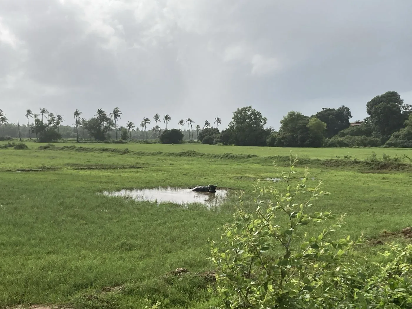 Carmona, Goa